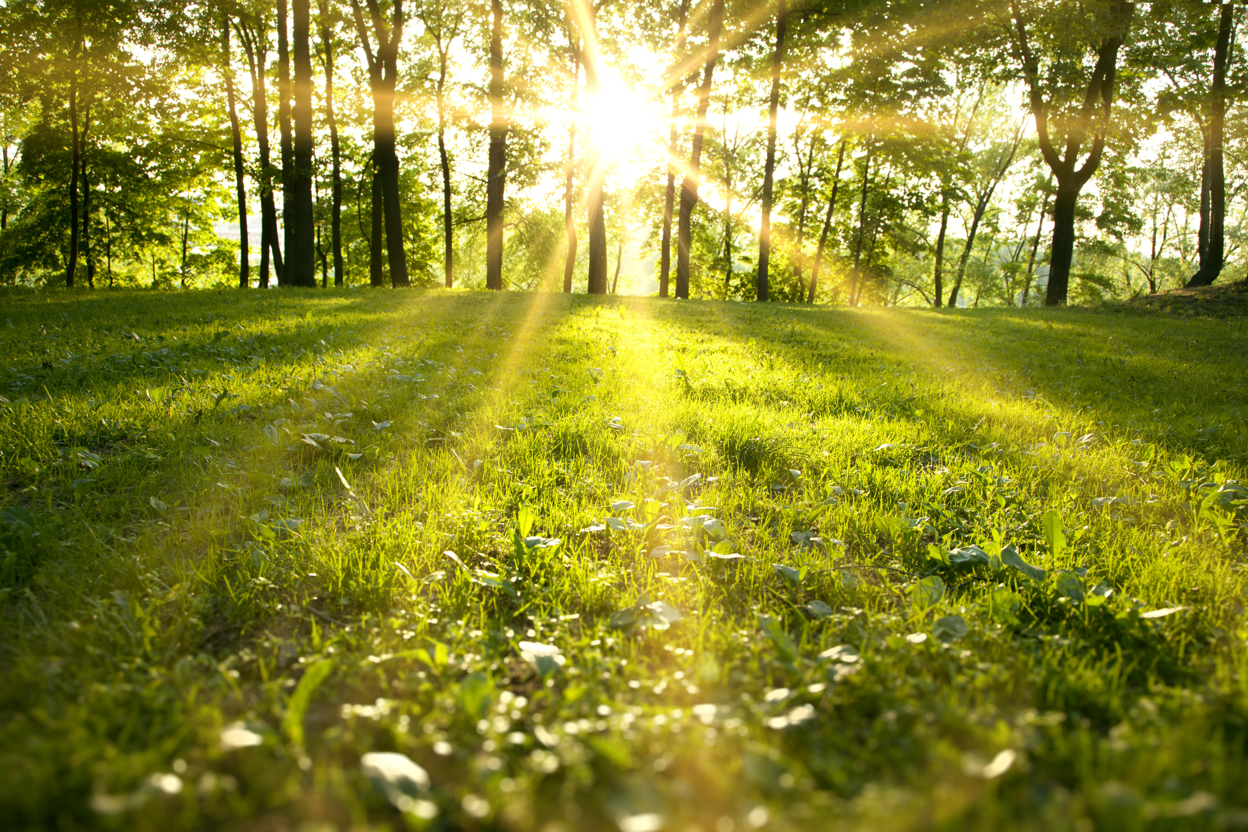 Grass and trees with sunlight