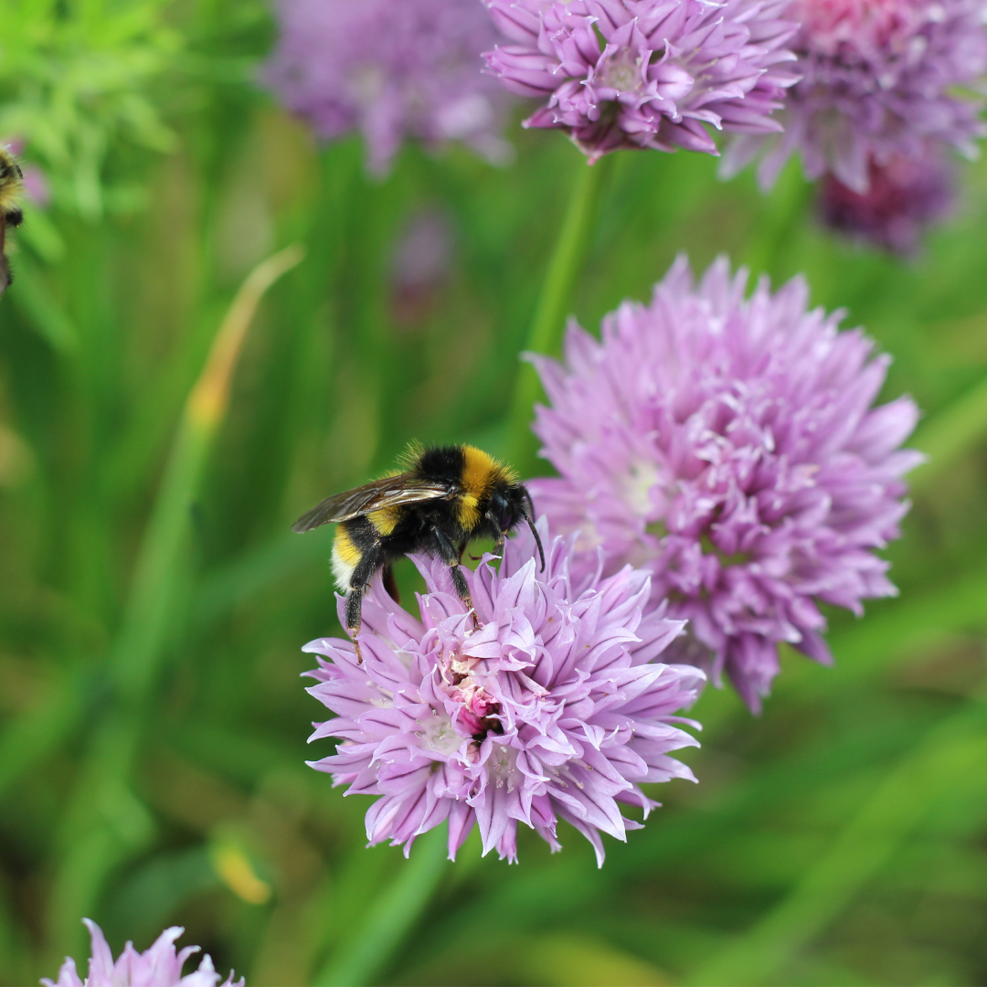 Pink flowers with bee