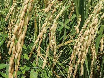 Large paddy field belonging to RiceTec