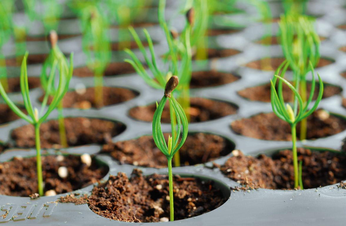 Detail of a containerized forest plant from Lieco