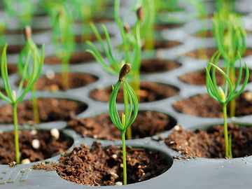 Detail of a containerized forest plant from Lieco