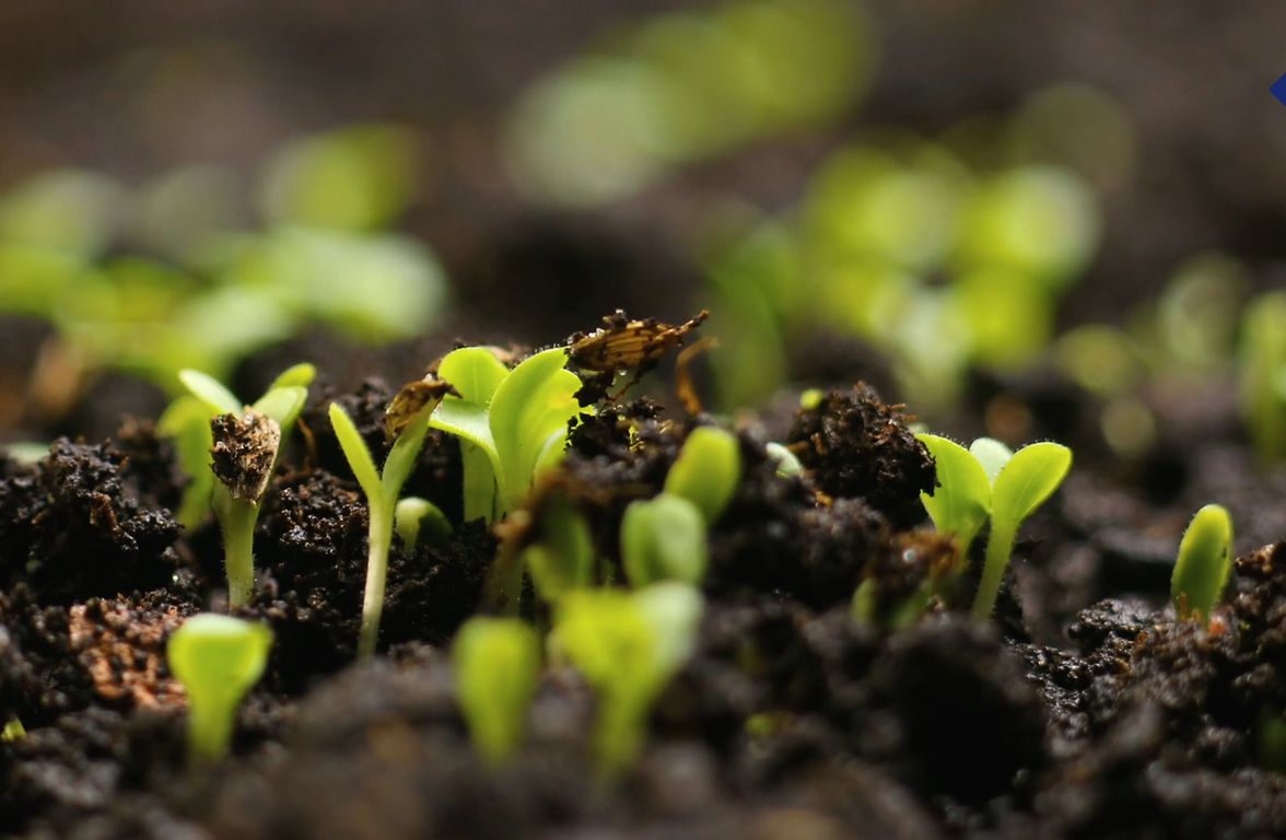 What sustainability means to LGT 