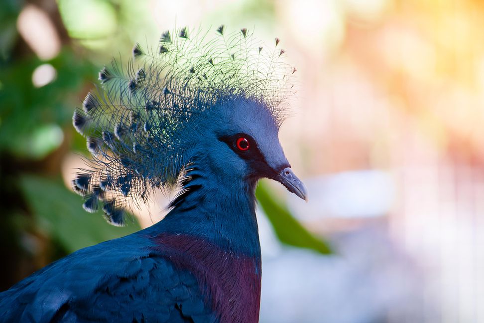 The Victoria crowned pigeon is a near threatened species. Sustainable investing can help protect our future.