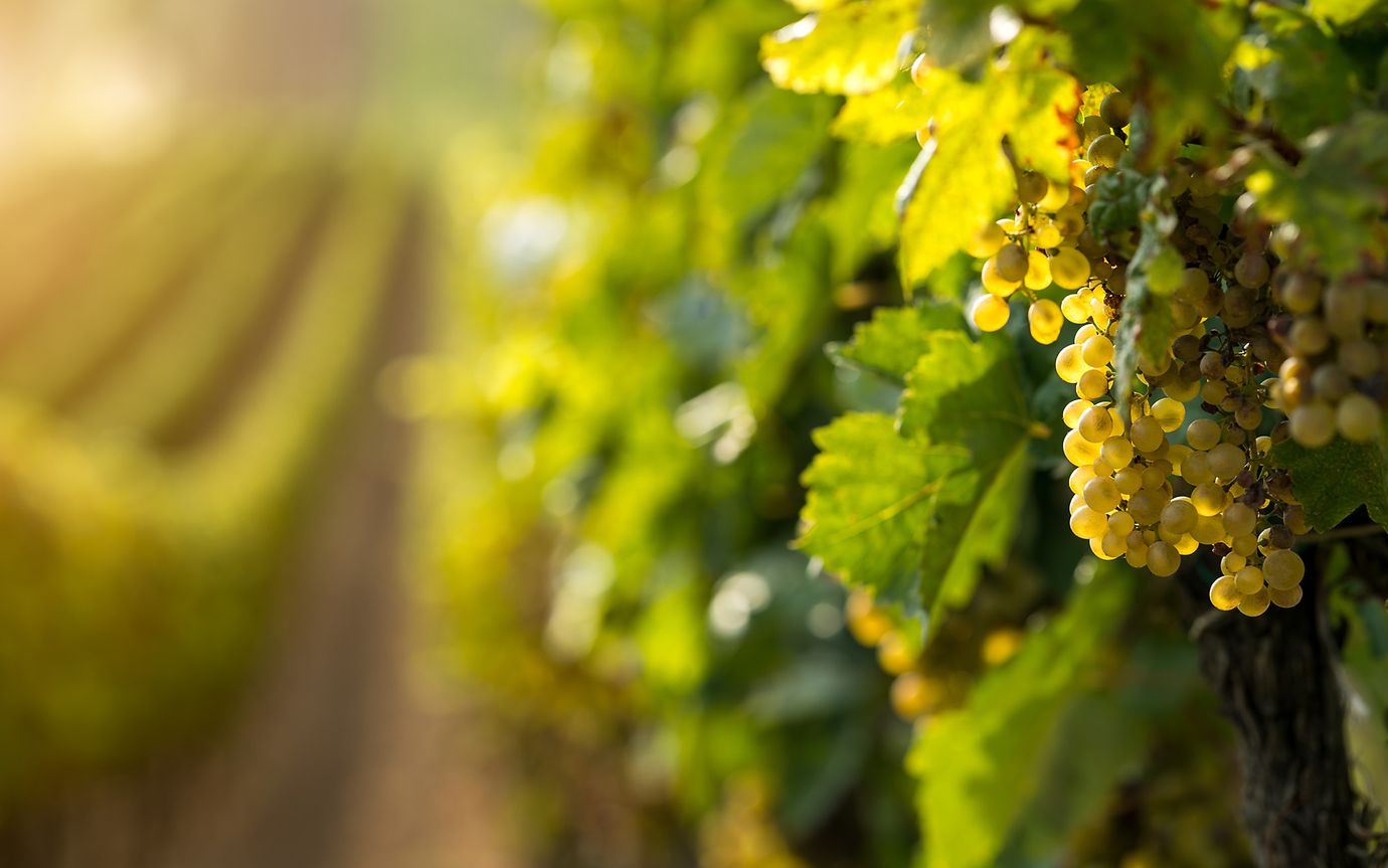 organic wine