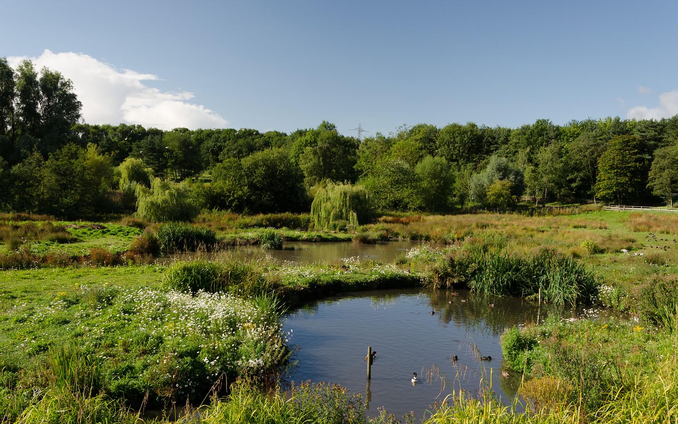 Wetland at WWT Washington
