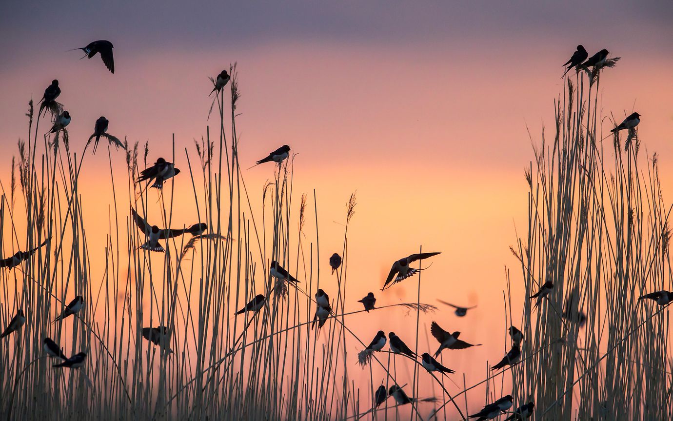 Swallows in a field with sunset