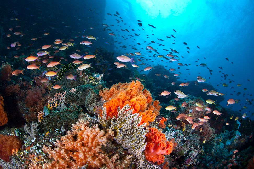 fish underwater