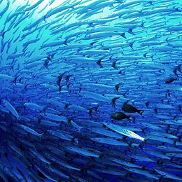 underwater school of fish
