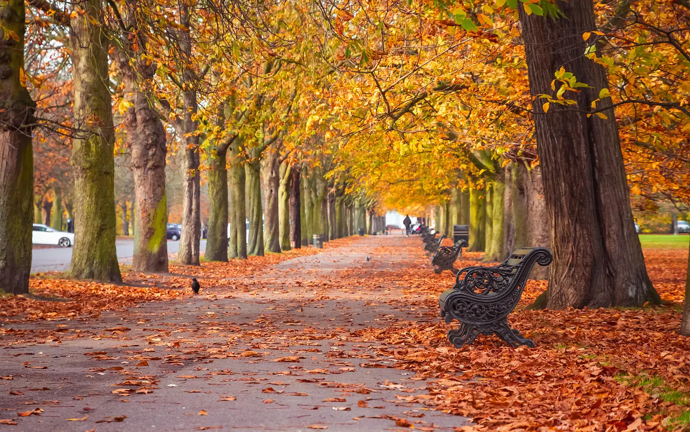 autumnal leave with benches lines up