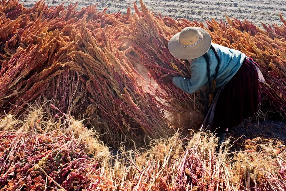 Photo of a quinoa harvest somewhere in South America