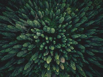 Aerial view of trees