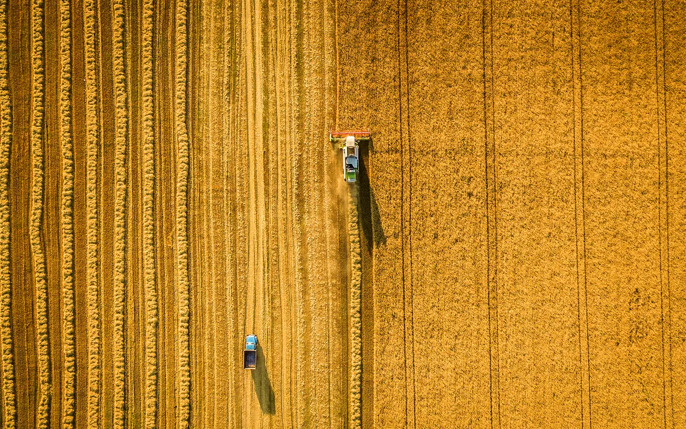 Harvester machine working in field