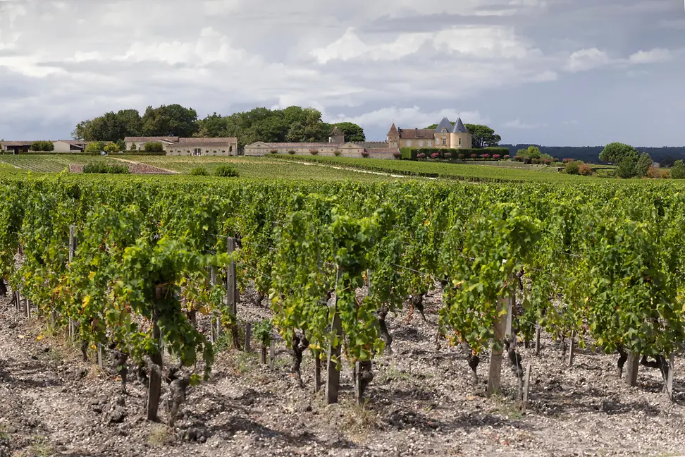 Typical vineyards near Chateau d'Yquem, Sauternes, Bordeaux, Aquitaine, France