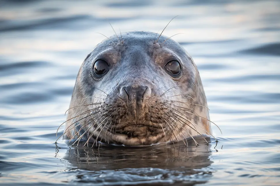 Grey seal with sparling eyes watching everything