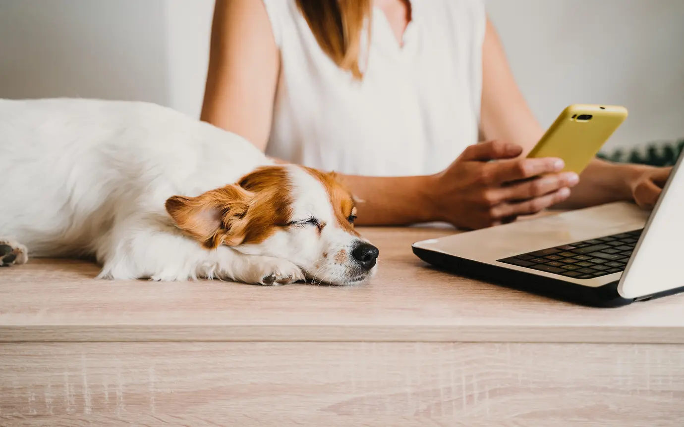 Woman working on laptop with dog