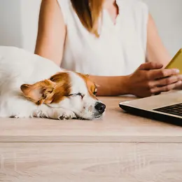 Woman working on laptop with dog